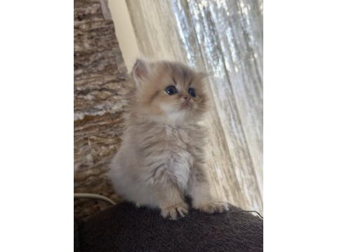 50 günlük british longhair
