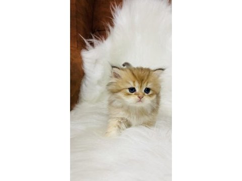 Ny11 erkek british longhair