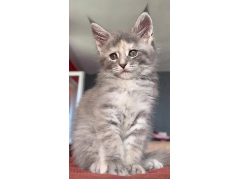 2 aylık dişi maine coon yavrusu