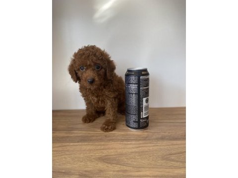 Red brown toy poodle