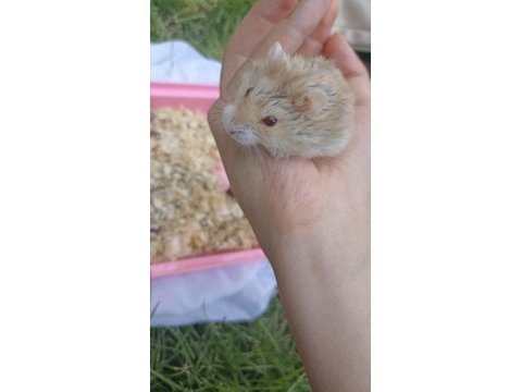 Gonzalez hamster sütlü kahve