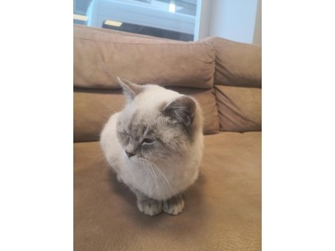 7 aylık erkek british shorthair yavruma yuva
