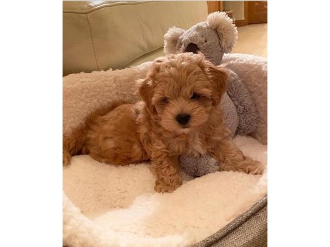 Birinci sınıf maltipoo yavruları