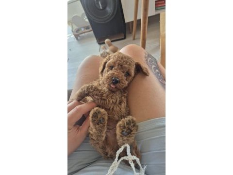 Safkan orjinal poodle