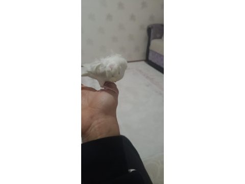 Kendi yavrumuz lacewing japones muhabbet kuşu