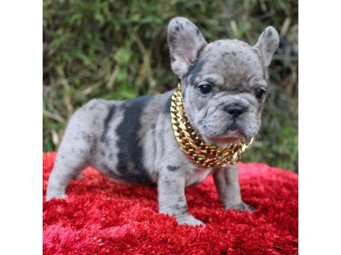 French bulldog yavruları
