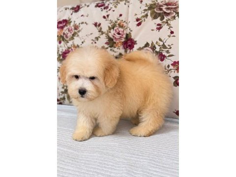 Maltipoo biblo erkek