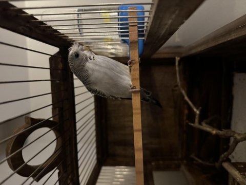 Tkf bilezikli 2024 yavrusu dişi muhabbet kuşu