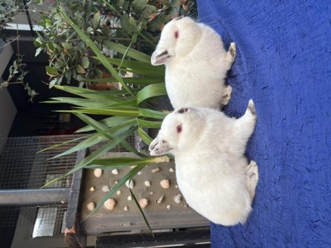Veteriner hekimden hollanda lop mini lop ve cüce tavşan