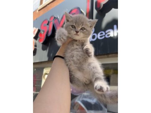 British shorthair lilac top kafa erkek