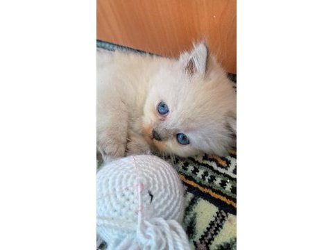 British shorthair kediler