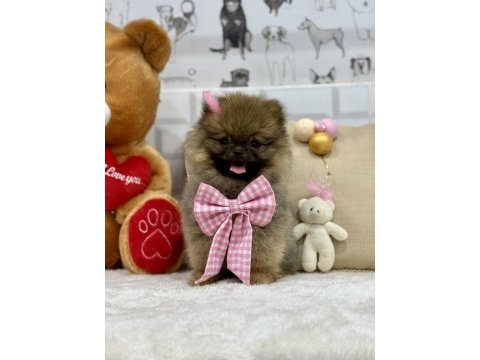 Minik teddy bear ayıcık pomeranian kızımız