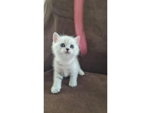 British shorthair silver yavrularımız
