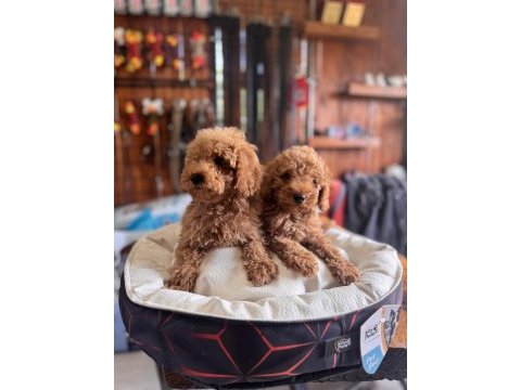 Dev kampanya poodle bebekler