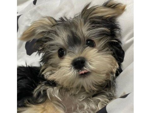 Ailenize neşe katacak mini yorkshire terrier dostlar