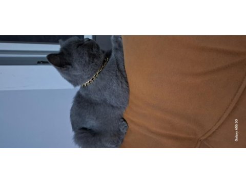 British shorthair chivas oğlum