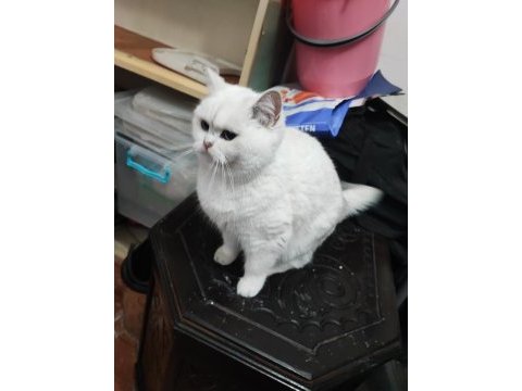 Şecereli genç damızlık british shorthair dişiler