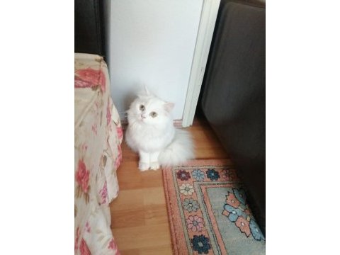 Uzun tüylü kartopu british longhair