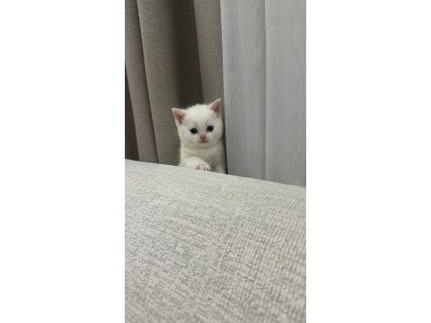 British shorthair beyaz yavru kedimiz