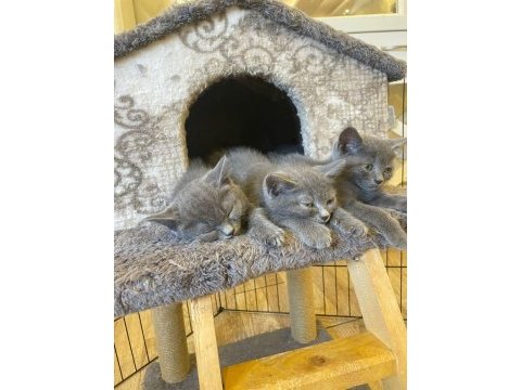 British shorthair 2 aylık kedimiz