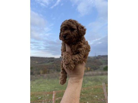 Red brown kore poodle