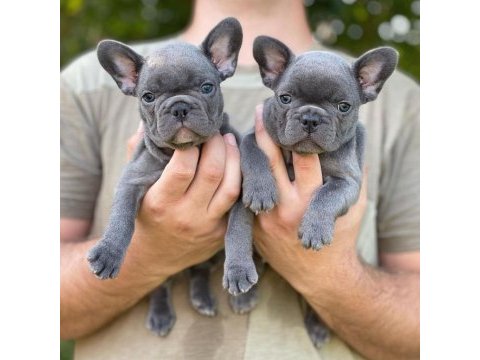 French bulldog yavruları