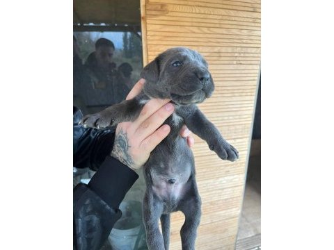 Orjinal cane corso bebekler