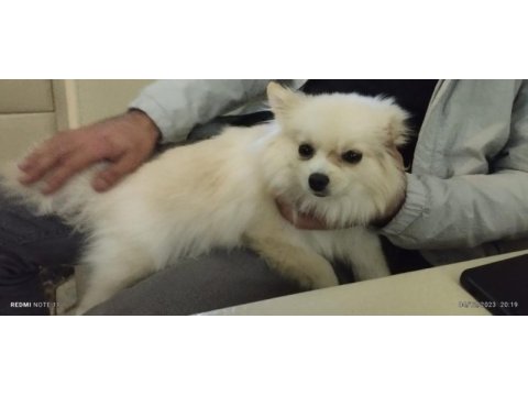 Pomeranian tilkiye yeni ev ve sahip lazım