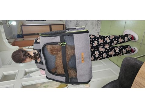 5.5 aylık poodle oğlan