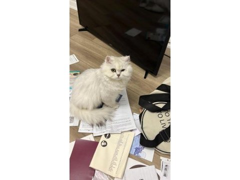 British longhair kedimiz
