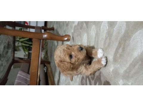 Orjinal kısa kuyruk terrier köpekler