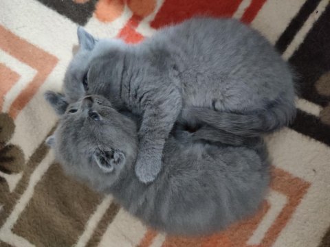 2 aylık scottish fold yavrularımıza yuva arıyoruz