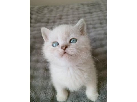 Mavi gözlü blue point british shorthair yavrular