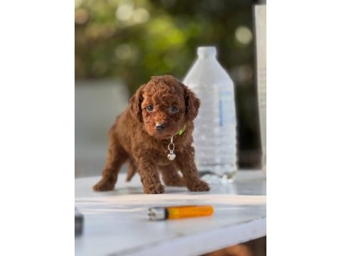 Teacup korea poodle saglık ve kg garantili wc egitimli