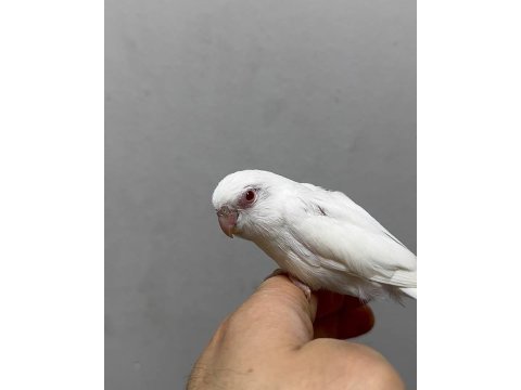 Forpus yavru papağanlarımız gönderim sağlanır