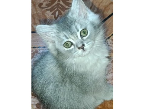 British longhair silver mükemmel gene sahipler