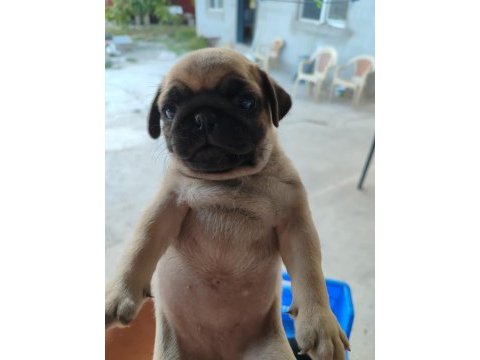 Pug sevimliler