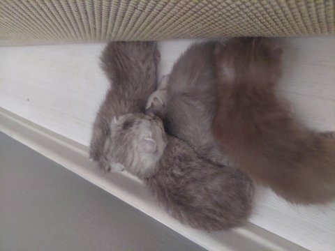 Yedi yavrulu 5 yavrulu anne dahil verilecektir scottish fold