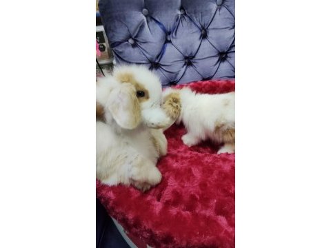 Orjinal hollanda teddy lop yavru tavşanlar
