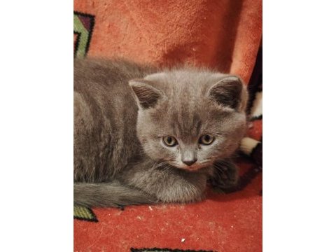 British longhair yavrular