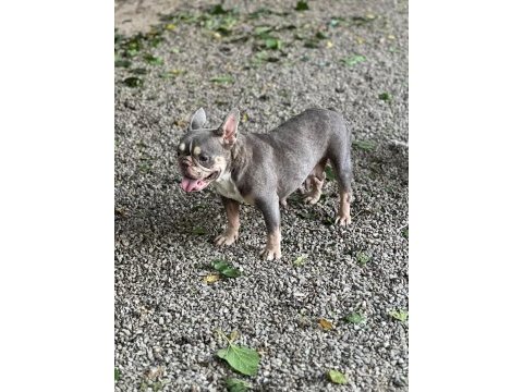 A kalite lilactan french bulldog dişi