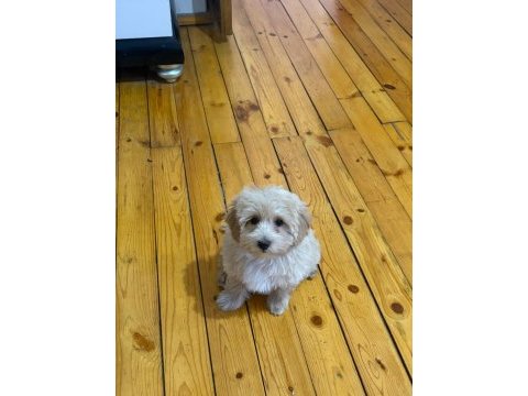 5 aylık maltipoo