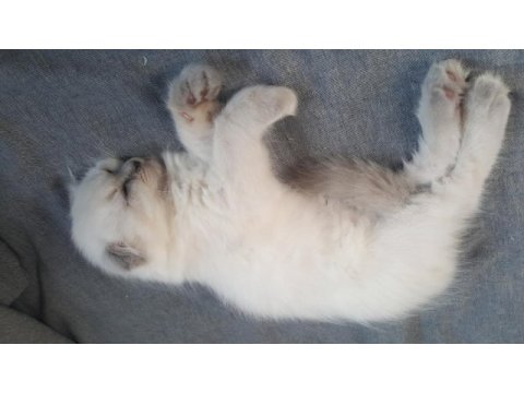 Scottish fold longhair erkek
