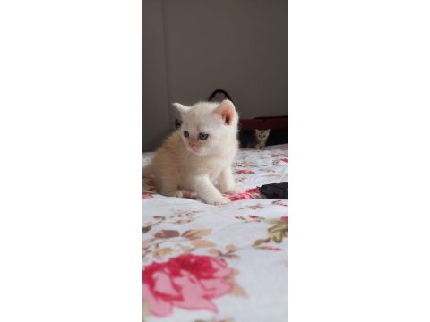 British shorthair kediler