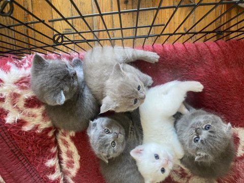Yavru scottish fold sahiplendirme