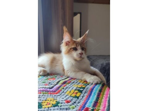 Dernek kayıtlı eksiksiz safkan şecereli maine coon