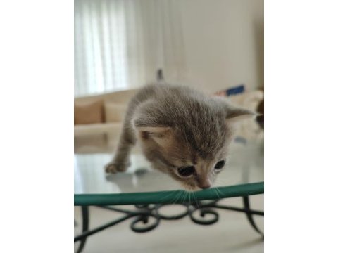4 adet erkek yavru scottish fold