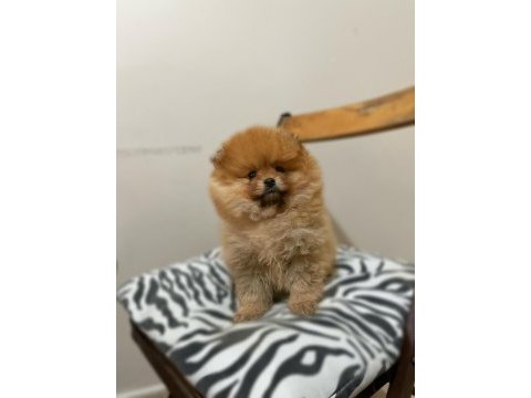 Tea cup pomeranian boo