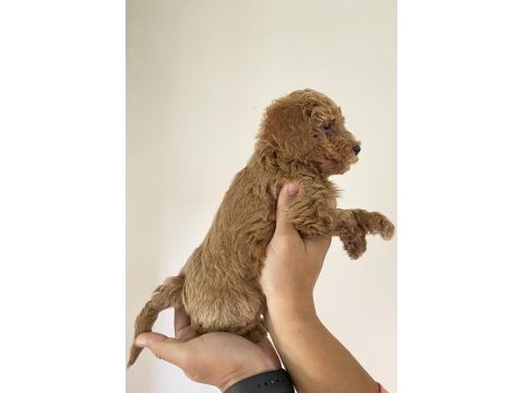 Poodle yavrularımız (dişi ve erkek)