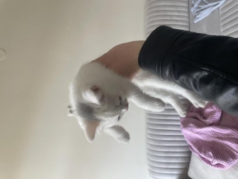 Bembeyaz iki aylık erkek british shorthair yavrumuz